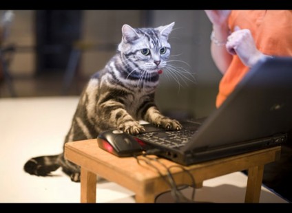 animals acting like humans cat on a laptop