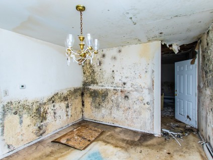 Black mold is it mold Zolo