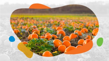 A large pumpkin patch on a sunny autumn morning during Thanksgiving time