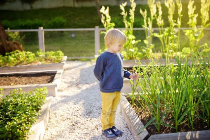 raised garden beds