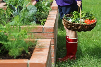 Urban homesteading basics collect vegetables from a backyard container garden