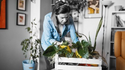 Woman wearing gardening gloves pruning indoor plant
