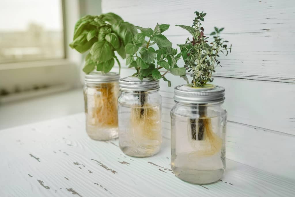Genovese basil, mint, thyme in hydroponic kratky method jars.