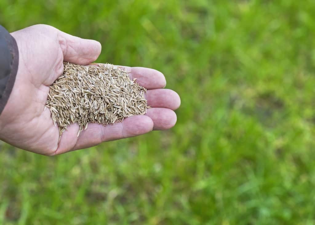 repairing a lawn with grass seed