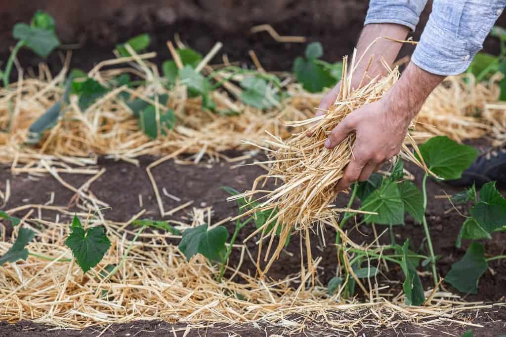 how to use organic mulch
