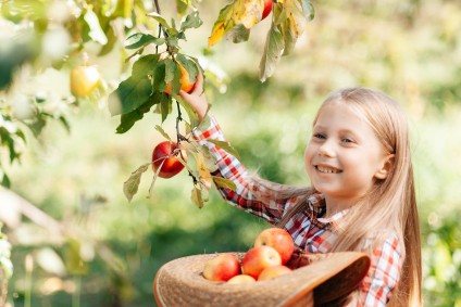 child apple picking in apple orchard