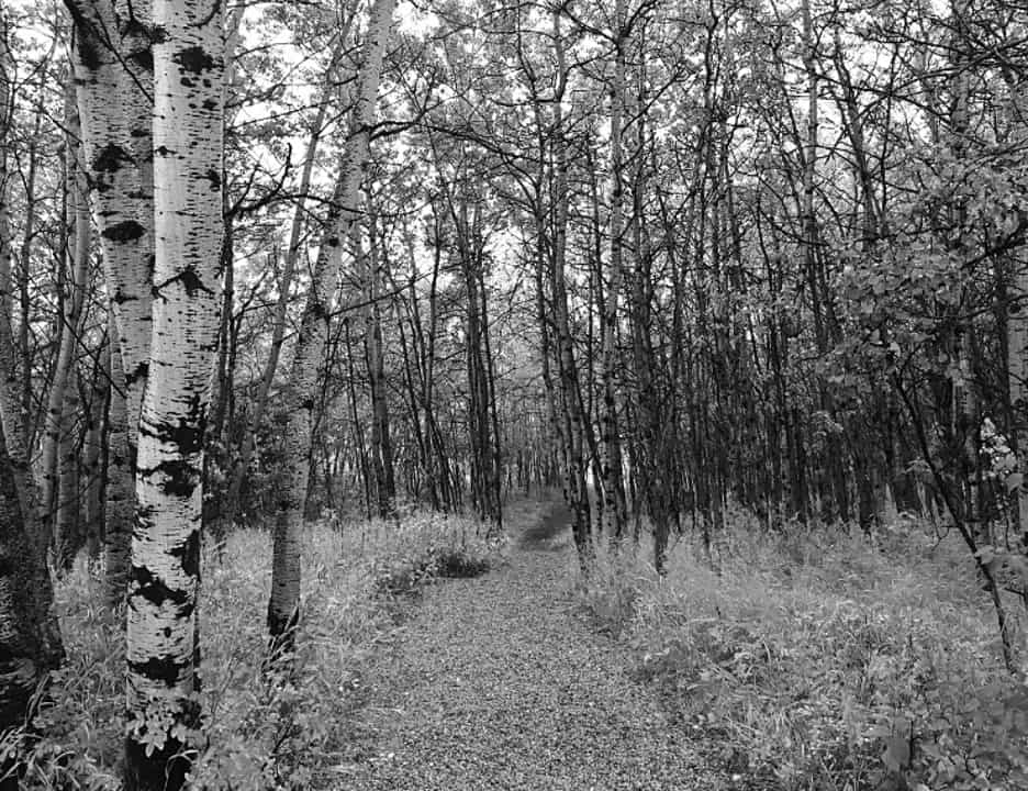 Greyed out image of trees in a forest