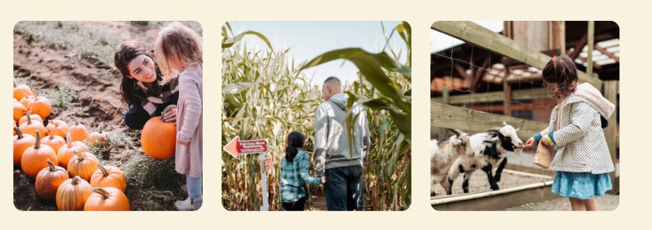 first image: child and woman picking pumpkins. Second image: man and child waking through corn maze. Third image: girl feeding goats