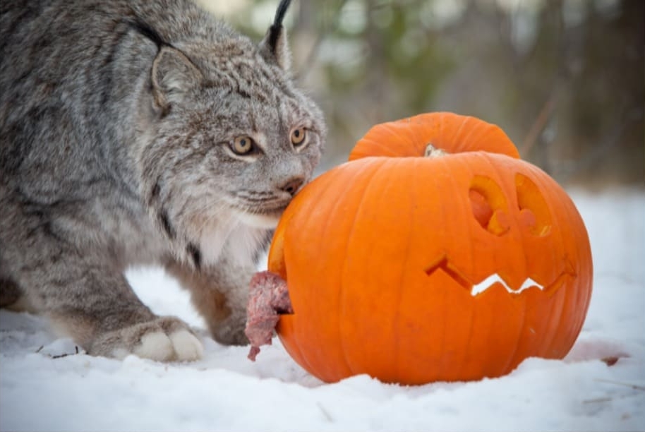 A wild cat sniffing a carved pumpkin in the snow