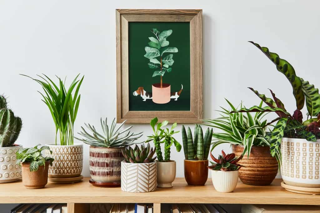 Interior design plants