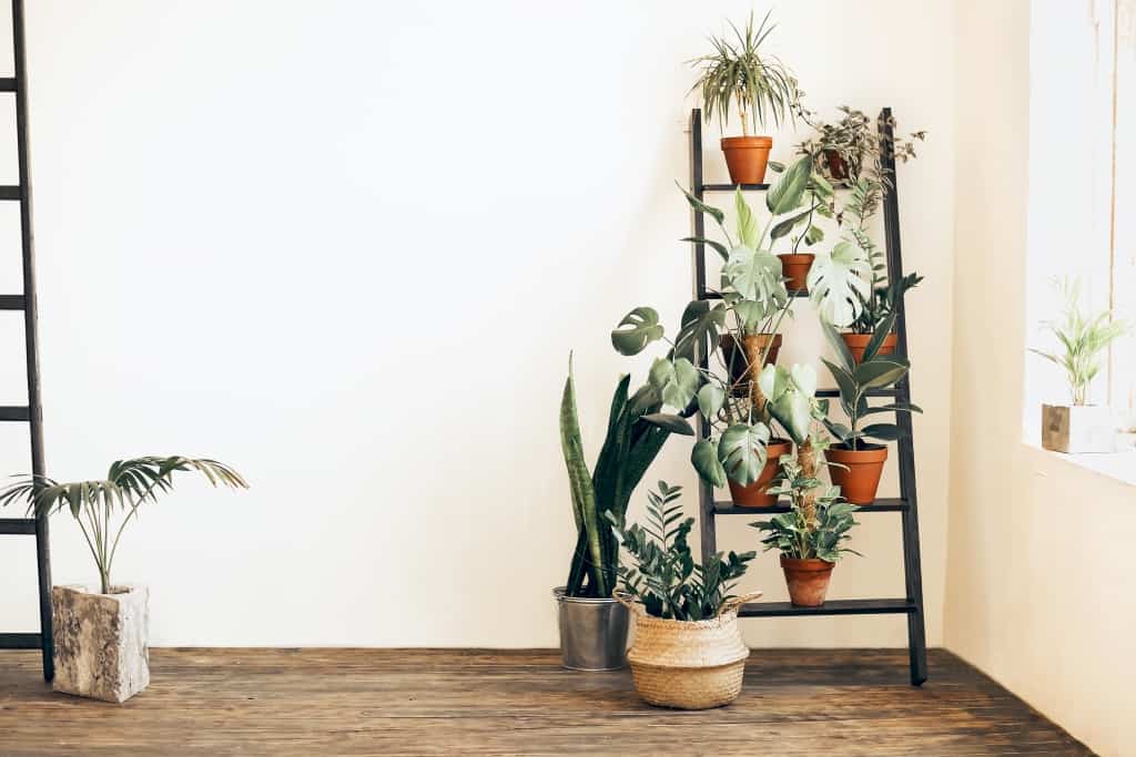 Various fresh plants in pots placed on ladder near beige wall in cozy room at home