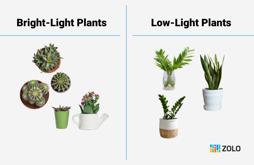 What plants to buy